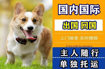 黔江区宠物托运公司黔江区宠物托运公司黔江区宠物托运公司