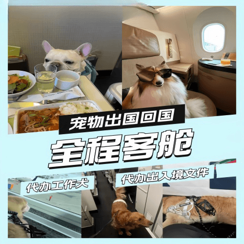 黔江区宠物托运到白俄罗斯宠物入境规定和要求